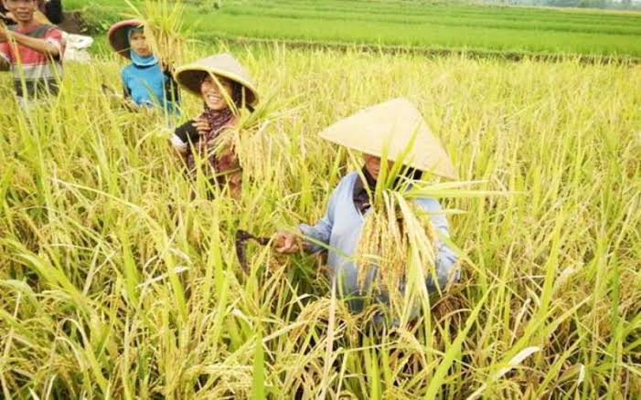 Foto : Ilustrasi Petani Memanen Padi (dok.Istimewa)
