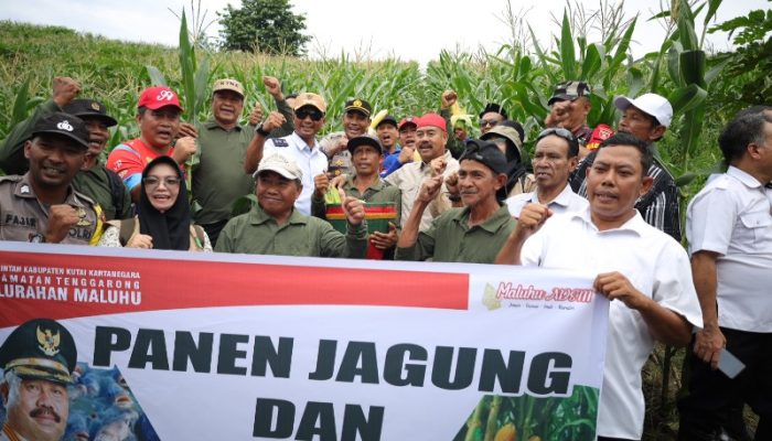 Bupati Edi Damansyah Lakukan Panen Bersama Petani Maluhu, Dorong Budaya Kerja Baru untuk Optimalkan Hasil Pertanian