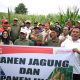 Bupati Edi Damansyah Lakukan Panen Bersama Petani Maluhu, Dorong Budaya Kerja Baru untuk Optimalkan Hasil Pertanian