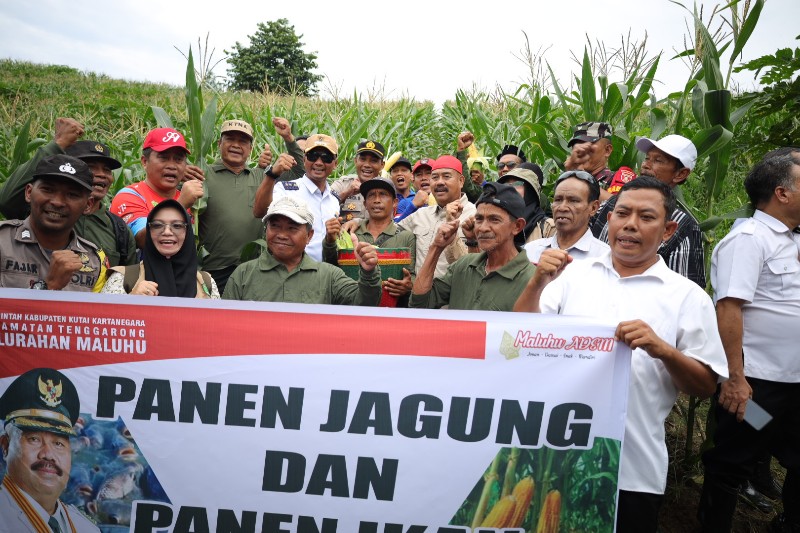 Bupati Edi Damansyah Lakukan Panen Bersama Petani Maluhu, Dorong Budaya Kerja Baru untuk Optimalkan Hasil Pertanian